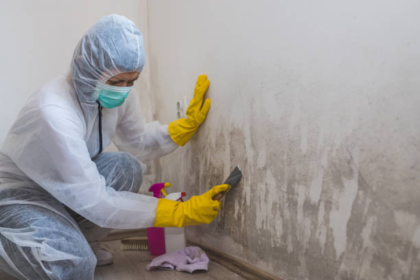 Mold Removal and Inspection in Candlewick Lake, IL